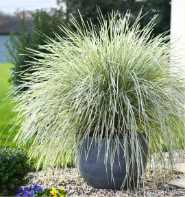 LOMANDRA WHITE SANDS