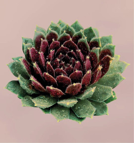 SEMPERVIVUM CINNAMON STARBURST
