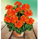 GERANIUM ZONALE TANGO® ORANGE