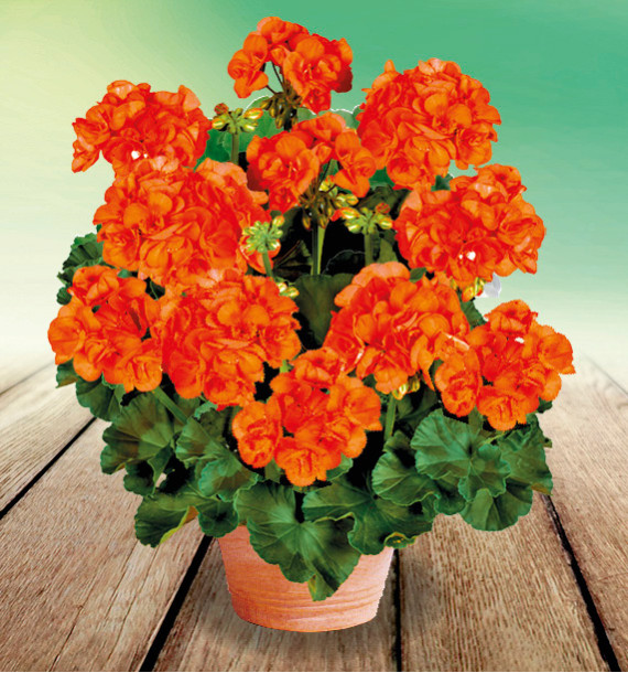GERANIUM ZONALE TANGO® ORANGE