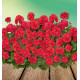GERANIUM LIERRE DOUBLE TEMPRANO® HOT CORAL