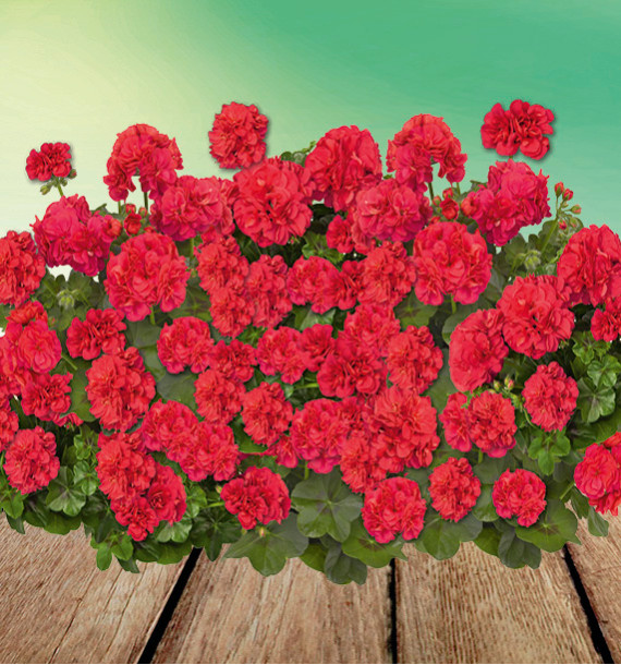 GERANIUM LIERRE DOUBLE TEMPRANO® HOT CORAL