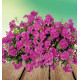 GERANIUM LIERRE DOUBLE TEMPRANO® AMETHYST MAUVE