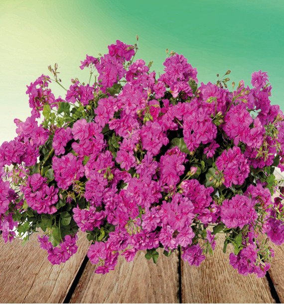GERANIUM LIERRE DOUBLE TEMPRANO® AMETHYST MAUVE