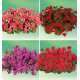 COLIBRIANT 4 GERANIUMS LIERRES DOUBLES : 1 MAXIME + 1 ARTIC RED + 1 HOT CORAL + 1 AMETHYST MAUVE