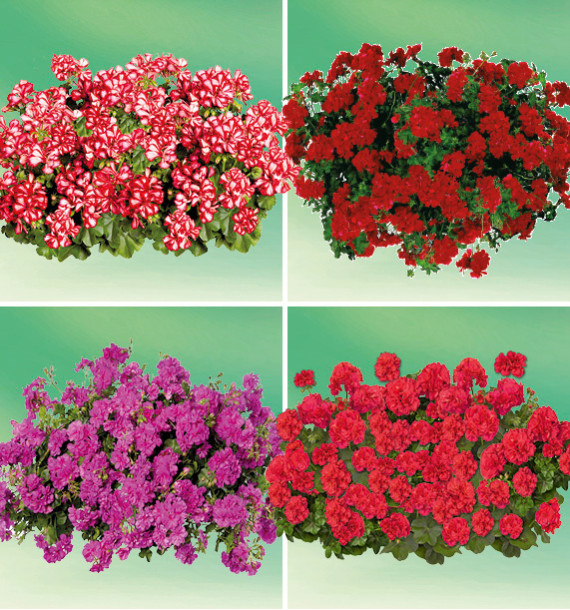 COLIBRIANT 4 GERANIUMS LIERRES DOUBLES : 1 MAXIME + 1 ARTIC RED + 1 HOT CORAL + 1 AMETHYST MAUVE
