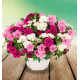 CALIBRACHOA CABARET® DOUBLE PINK BALLET