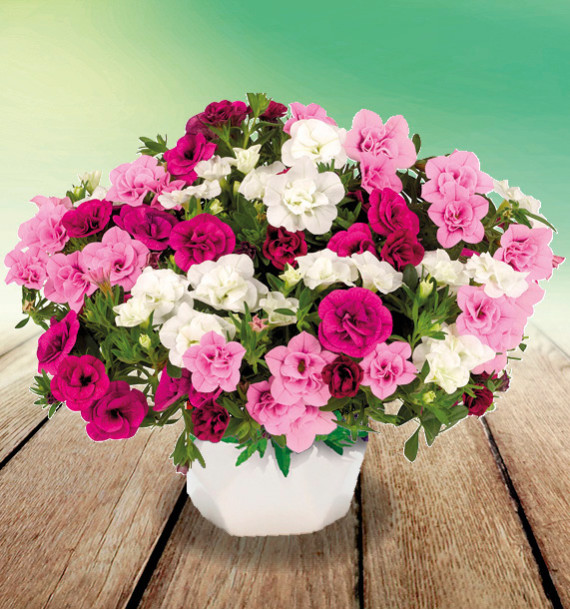 CALIBRACHOA CABARET® DOUBLE PINK BALLET