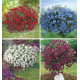 COLIBRIANT 4 SURFINIAS : 1 DEEP RED + 1 SKY BLUE + 1 PURPLE + 1 BLANC