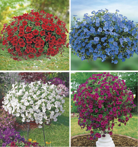 COLIBRIANT 4 SURFINIAS : 1 DEEP RED + 1 SKY BLUE + 1 PURPLE + 1 BLANC
