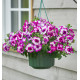 PETUNIA TUMBELINA® COMPACT NICOLA