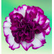 PETUNIA TUMBELINA® COMPACT NICOLA