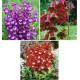 COLIBRIANT 6 PENSTEMONS : 2 GLOIRE DES 4 RUES + 2 LE PHARE + 2 BLACKBIRD