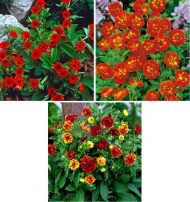 COLIBRIANT 6 POTENTILLES : 2 GIBSON'S SCARLET + 2 ARC EN CIEL + 2 WILLIAM ROLLISSON