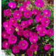 GERANIUM VIVACE SANGUINEUM MAX FREI