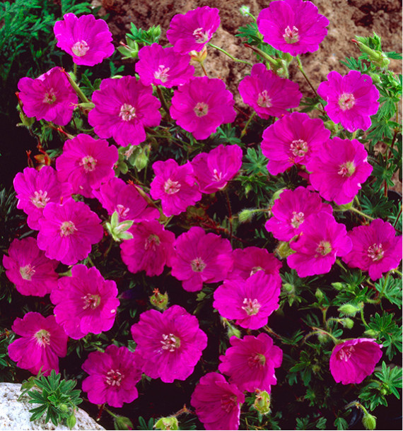 GERANIUM VIVACE SANGUINEUM MAX FREI