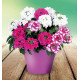 VERVEINE TRIO CONFETTI GARDEN® LINDA GIRLY