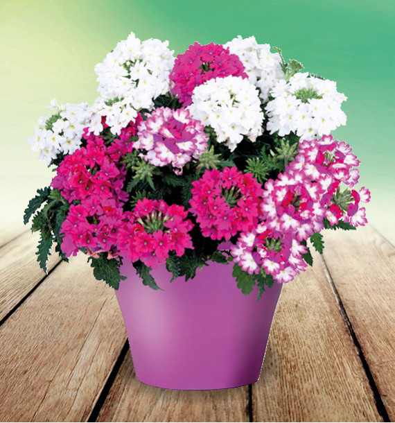 VERVEINE TRIO CONFETTI GARDEN® LINDA GIRLY