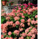 GERANIUM ZONALE ROSEBUD ASTRID
