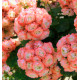 GERANIUM ZONALE ROSEBUD ASTRID