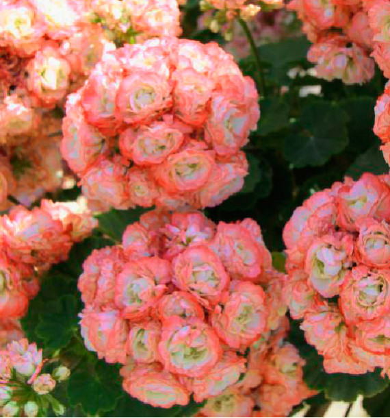 GERANIUM ZONALE ROSEBUD ASTRID
