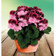 PELARGONIUM ELEGANCE® JEANETTE