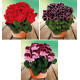 COLIBRIANT 3 PELARGONIUMS ELEGANCE : 1 ROSANNA + 1 ADELE + 1 BRAVO