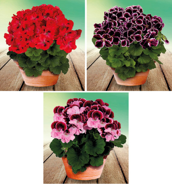COLIBRIANT 3 PELARGONIUMS ELEGANCE : 1 ROSANNA + 1 ADELE + 1 BRAVO