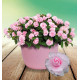 IMPATIENS DOUBLE GLIMMER® APPLE BLOSSOM