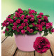 IMPATIENS DOUBLE GLIMMER® BURGUNDY