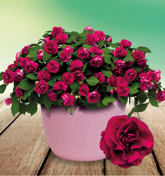 IMPATIENS DOUBLE GLIMMER® BURGUNDY