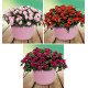 COLIBRIANT 3 IMPATIENS DOUBLE GLIMMER® : 1 BRIGHT RED + 1 APPLE BLOSSOM + 1 BURGUNDY