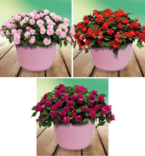 COLIBRIANT 3 IMPATIENS DOUBLE GLIMMER® : 1 BRIGHT RED + 1 APPLE BLOSSOM + 1 BURGUNDY