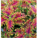 COLEUS SKELETAL®