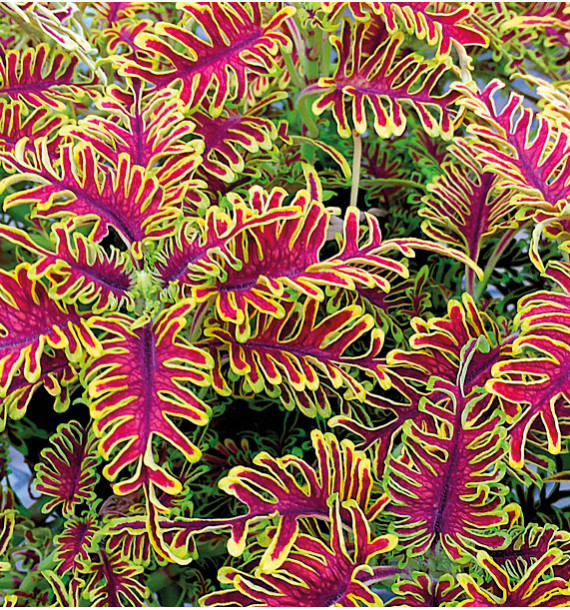 COLEUS SKELETAL®