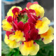 NEMESIA MARETO® BURGUNDY AND YELLOW