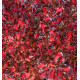 COPROSMA PACIFIC SUNSET®