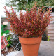 COPROSMA PACIFIC SUNSET®