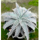 DYCKIA FOSTERIANA GRAND MARNIER