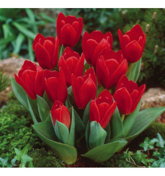 Tulipe Kaufmanniana Showwinner Plante En Ligne Tulipe Kaufmanniana Showwinner Plante En Ligne