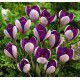 CROCUS MAMMOUTH YALTA