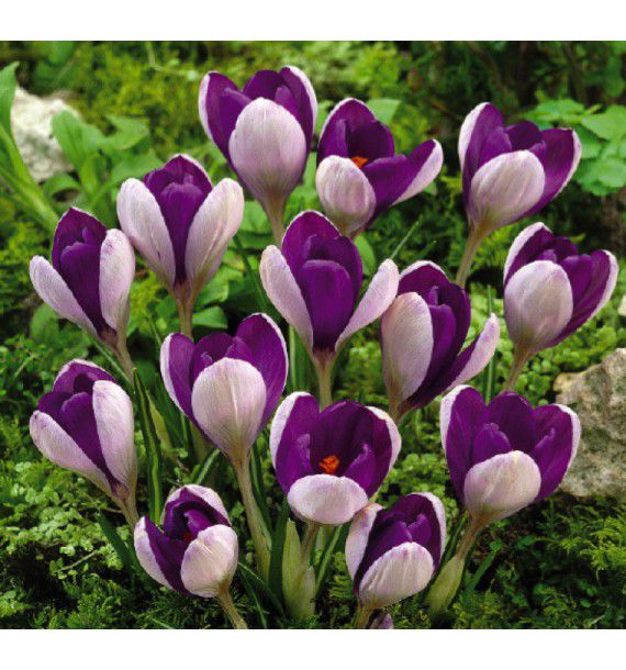 CROCUS MAMMOUTH YALTA