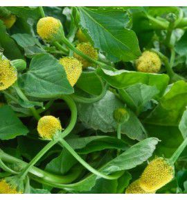 CRESSON BREDE MAFANE