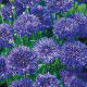CENTAUREE BARBEAU BLUE BOY