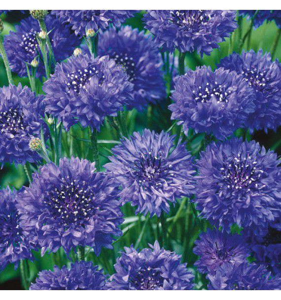 CENTAUREE BARBEAU BLUE BOY