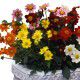 DAHLIA SIMPLE MIGNON