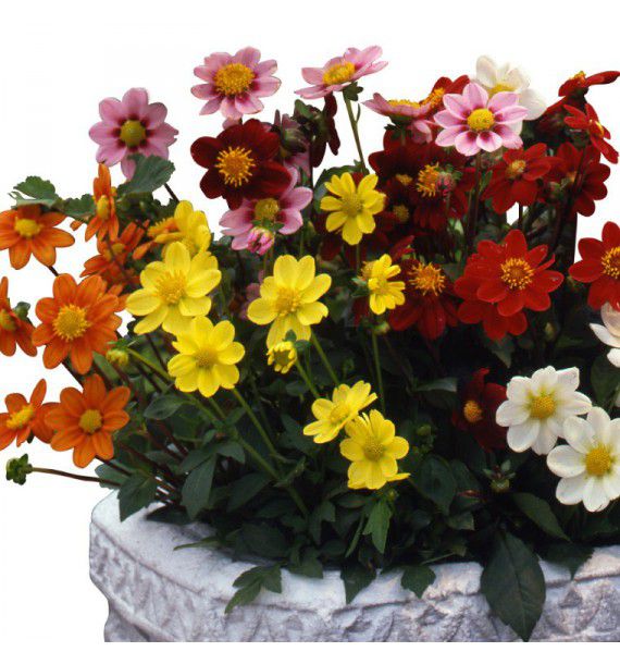 DAHLIA SIMPLE MIGNON