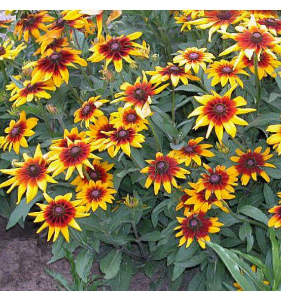 RUDBECKIA HIRTA CAPPUCCINO