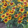 RUDBECKIA HIRTA CAPPUCCINO