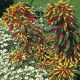 AMARANTE TRICOLOR SPLENDENS PERFECTA